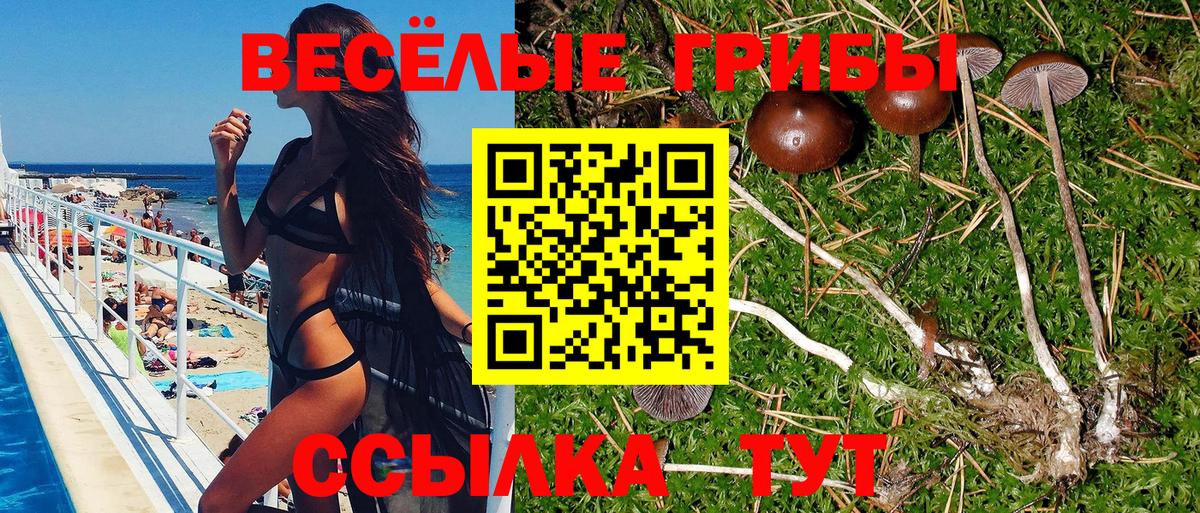 Псилоцибиновые грибы мицелий  закладки  Новодвинск  Вход с VPN  Галлюциногенные грибы Psilocybine cubensis 